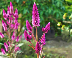 Image result for Celosia argentea