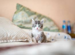 Looking for the best wallpapers? 100 Kitten Images Download Free Images On Unsplash