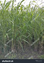 Image result for Sorghum × drummondii