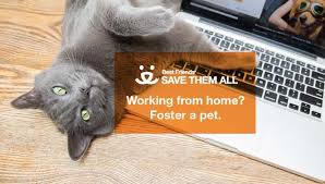 What if we told you that you could accomplish all of your goals for the new year at one place? Foster Best Friends Animal Society New York