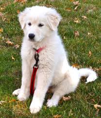 Turkish Akbash Dog Akbas Coban Kopegi Puppy Akbash Dog Dogs Akbash