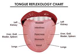 tongue reflexology chart download free vectors clipart