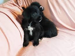 Our mission is to raise and match the right puppy. Stunning Litter Of Adorable F1collie Doodle Puppies Colliepoo Bordoodle Border Collie X Toy Poodl In Sheffield Dogsandpuppies Co Uk
