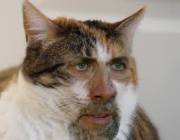 Image result for cat