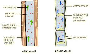 Maybe you would like to learn more about one of these? Https Polamhall S3 Amazonaws Com Uploads Document Aqa Biology Cell Biology Knowit Gcse Pdf T 1568728967 Ts 1568728967
