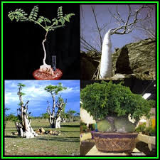 Seeds Moringa Ovalifolia 5 Seed Pack Phantom Tree Sprokiesboom Edible Medicinal Vegetable Bonsai New Was Sold For R12 75 On 18 Nov At 15 01 By Seeds And All In Port Elizabeth Id 118643237