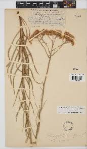 Image result for Helichrysum harveyanum