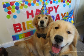 Happy Anniversary Golden Retrievers