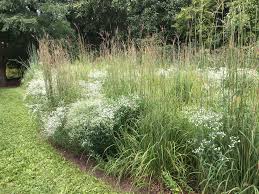 Image result for Porphyrostemma