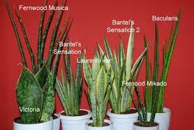 Small Succulent Plants Sansevieria Plant Sansevieria