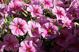 Tanaman ini selalu berbunga sepanjang tahun di wilayah dengan kelembaban 23 yang cukup. Petunia Wikipedia Bahasa Indonesia Ensiklopedia Bebas