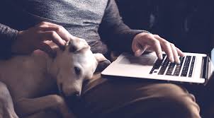 Our team at 1st pet veterinary centers treats your pet as if they were our own. Where To Go In Case Of An Emergency 43rd Avenue Animal Hospital