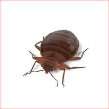 Bed Bug Exterminator Northern Pest Control Edmonton Alberta
