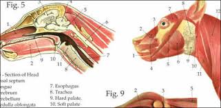 dog muscle skeletal internal anatomy veterinary poster 24 x