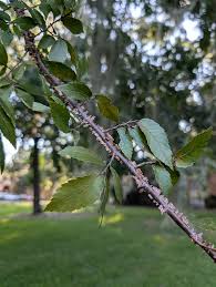 Image result for Ulmaceae