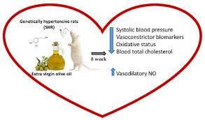 Nutrients Free Full Text Cardioprotective Effect Of A Virgin Olive Oil Enriched With Bioactive Compounds In Spontaneously Hypertensive Rats Html