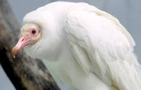 Image result for one of a kind animals