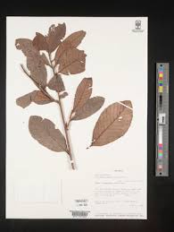 Image result for Tetracera boiviniana