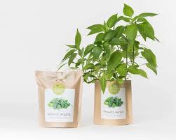 Add to favorites padron chile hot pepper premium seed packet + more. Padron Pepper Grow Bag