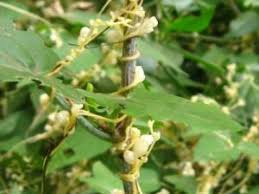Image result for Cuscuta abyssinica