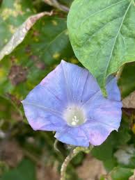 Image result for Ipomoea polymorpha