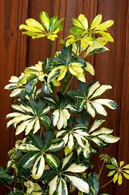 It does require medium light water and direct sun, but not harsh or it will. Trimming Schefflera Houseplants How To Prune A Schefflera Plant