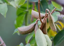 Image result for Diplorhynchus