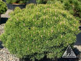 Cultivars met seizoensgebonden veranderingen in bladkleur zijn onder meer pinus mugo 'wintergold' en pinus. Pinus Mugo Mops Mops Mugo Pine Conifer Trinomial American Conifer Society