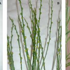 Image result for Psilotum