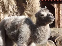 Here's how you can take care of them right from day 1. White Two Humped Baby Camel Born In Zoo In Bulgaria S Black Sea City Varna Archaeology In Bulgaria And Beyond