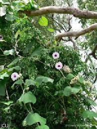 Image result for Argyreia nervosa