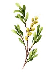 Image result for Myrica pilulifera