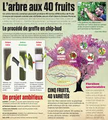 L Arbre Aux Quarante Fruits Fruits Arbre Fruit A Noyau