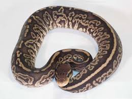 Axanthic Black Pewter Ball Python Onyx Ball Morph List World Of Ball Pythons Ball Python Python Snake Lovers