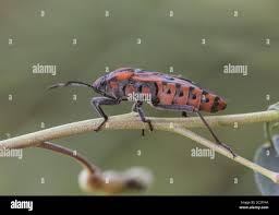 Spilostethus Pandurus Seed Bugs Insect Of Medium Size And Striking Colors Red And Black Perched On Twig On Unfocused Green Background Light By Flash Stock Photo Alamy
