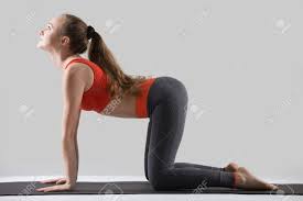 Falls es während der übung im rücken zieht, kann man auch die beine leicht beugen. Das Ubende Yoga Der Jungen Attraktiven Frau Stehend Im Asana Der Mit Katzen Haltung Gepasst Wird Atmen Aus Bitilasana Ubung Kuhhaltung Und Arbeiten Tragende Sportkleidung Rotes Tragershirt Hosen Graues Studio In Voller Lange Aus