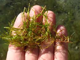 Image result for Potamogeton