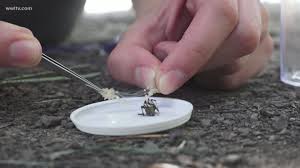 6 big black widow spider decoration for a creepy halloweenparty. Brown Widow Spider Population Booms Under New Orleans Playgrounds Wwltv Com