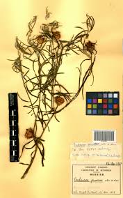 Image result for Centaurea praecox