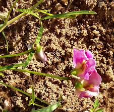 Image result for Sphenostylis