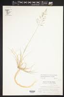 Image result for Sporobolus coromandelianus
