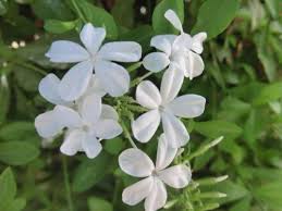 Image result for Plumbago zeylanica