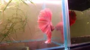1600 x 1600 jpeg 404 кб. Sold Platinum Pink Halfmoon Male Betta Siamese Fighting Fish Youtube
