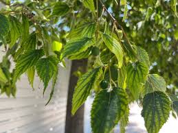 Image result for Celtis africana