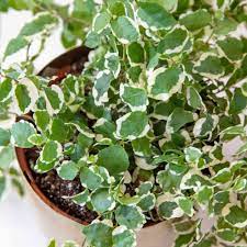 We would like to show you a description here but the site won't allow us. Growing Swedish Ivy Indoors For Foliage And Flowers