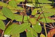 Image result for Potamogeton nodosus