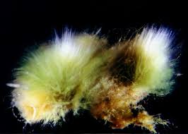 Image result for Alloeochaete oreogena