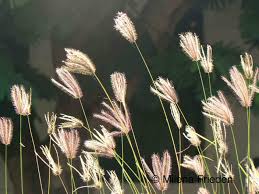 Image result for Chloris