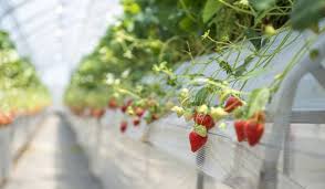 In 2019, strawberries production in mexico grew 4.3% compared to a year earlier. Fact Sheet On Strawberry Production Published 3keel