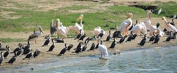 Uganda Bird watching Tour 19 Days | Bikwasi Tours & Travel